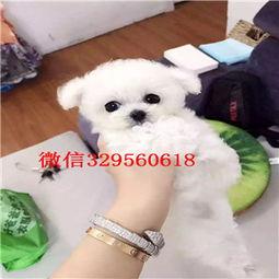 徐州爆料比熊事件最新,宠物悲剧引发社会关注与反思 第1张 徐州爆料比熊事件最新,宠物悲剧引发社会关注与反思 第1张